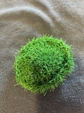 Spring Medium Scrubby